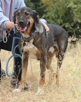 Kafetoylis (Καφετούλης), male 3yo Mixed Breed for adoption at Dogs Voice, Athens