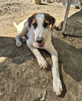 PEPITO, male puppy Mixed Breed for adoption at Dogs Voice, Athens