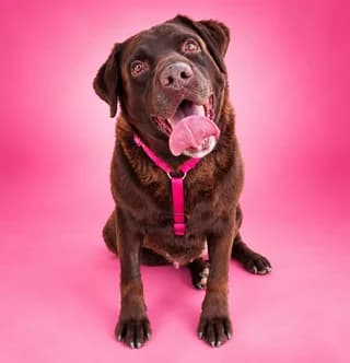 Ralloy (Ραλλού), female 3yo Mixed Breed for adoption at Dogs Voice, Athens