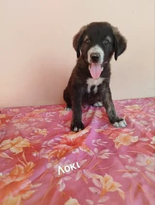 Loki (Λόκι), male puppy Mixed Breed for adoption at Dogs Voice, Athens