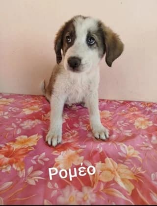 Romeo (Ρομέο), male puppy Mixed Breed for adoption at Dogs Voice, Athens