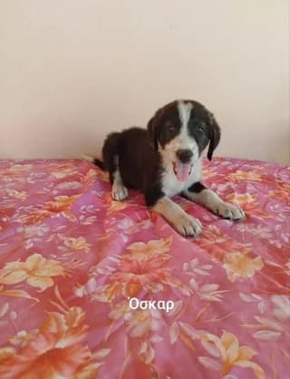 Όskar (Όσκαρ), male puppy Mixed Breed for adoption at Dogs Voice, Athens
