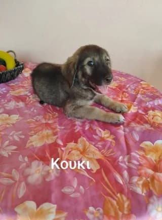 Koyki (Κούκι), male puppy Mixed Breed for adoption at Dogs Voice, Athens