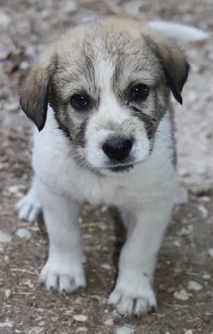 Rompert (Ρόμπερτ), male puppy Mixed Breed for adoption at Dogs Voice, Athens