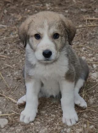 Nantin (Ναντίν), female puppy Mixed Breed for adoption at Dogs Voice, Athens
