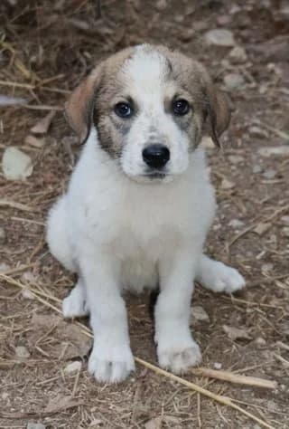 Nenta (Νέντα), female puppy Mixed Breed for adoption at Dogs Voice, Athens