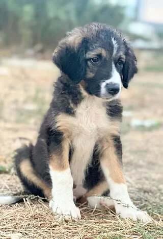 Marley, male puppy Mixed Breed for adoption at Dogs Voice, Athens