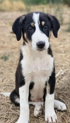 Ektor (Εκτορ), Mixed Breed (Dogs Voice)