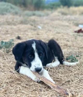 Loyna (Λουνα), Mixed Breed (Dogs Voice)