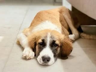 Marina, female puppy Mixed Breed for adoption at Dogs Voice, Athens