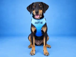 Choylio (Χούλιο), male puppy Mixed Breed for adoption at Dogs Voice, Athens
