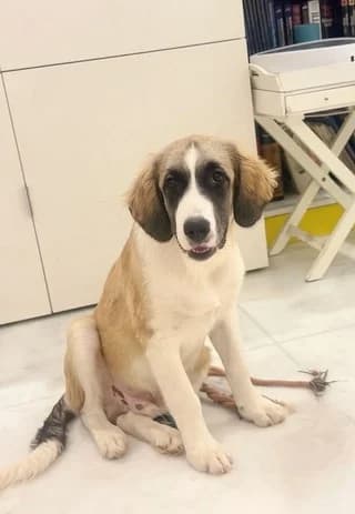 Panos (Πανος), female puppy Mixed Breed for adoption at Dogs Voice, Athens
