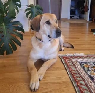 Liza (Λίζα), female 7yo Mixed Breed for adoption at Dogs Voice, Athens