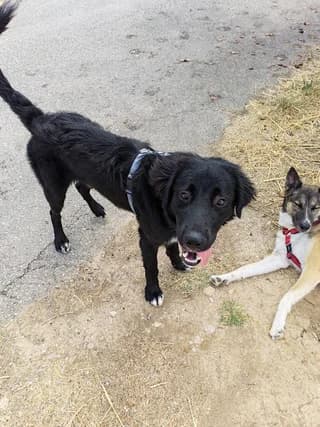 Skylos, male puppy Mixed Breed for adoption at Dogs Voice, Athens