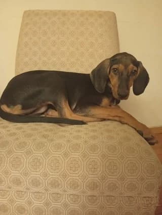 Bony, Mixed Breed (Dogs Voice)
