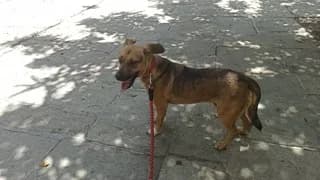 Prince, male 3yo Mixed Breed for adoption at Dogs Voice, Athens
