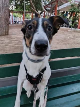 Άria (Άρια), female young Mixed Breed for adoption at Dogs Voice, Athens
