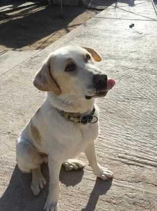 LOYI (ΛΟΥΗ), male young Mixed Breed for adoption at Dogs Voice, Athens