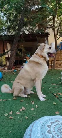 Gkofret (Γκοφρέτ), male 3yo Mixed Breed for adoption at Dogs Voice, Athens
