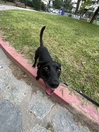 Lakis (Λακης), male young Mixed Breed for adoption at Dogs Voice, Athens