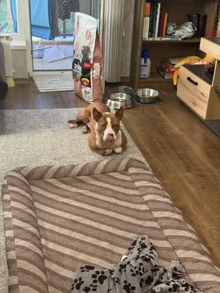 Makaza (Μακάζα), female 7yo Mixed Breed for adoption at Dogs Voice, Athens
