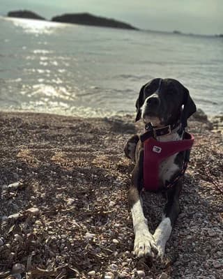 Tzina (Τζίνα), female 7yo Mixed Breed for adoption at Dogs Voice, Athens
