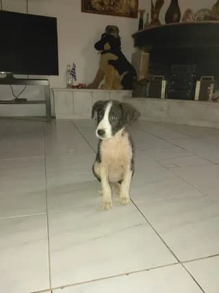 Melina (Μελίνα), female puppy Mixed Breed for adoption at Dogs Voice, Athens
