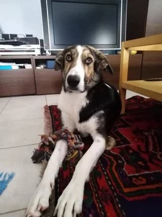 Simon (Σιμόν), female 7yo Mixed Breed for adoption at Dogs Voice, Athens