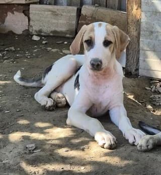 RIVER, male puppy Mixed Breed for adoption at Dogs Voice, Athens