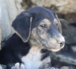 PITSI (ΠΙΤΣΗ), female puppy Mixed Breed for adoption at Dogs Voice, Athens