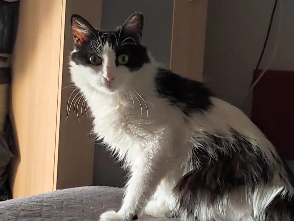 Thunder, female 5yo mixed breed for adoption at Fairy Tails Animal Rescue Organisation
