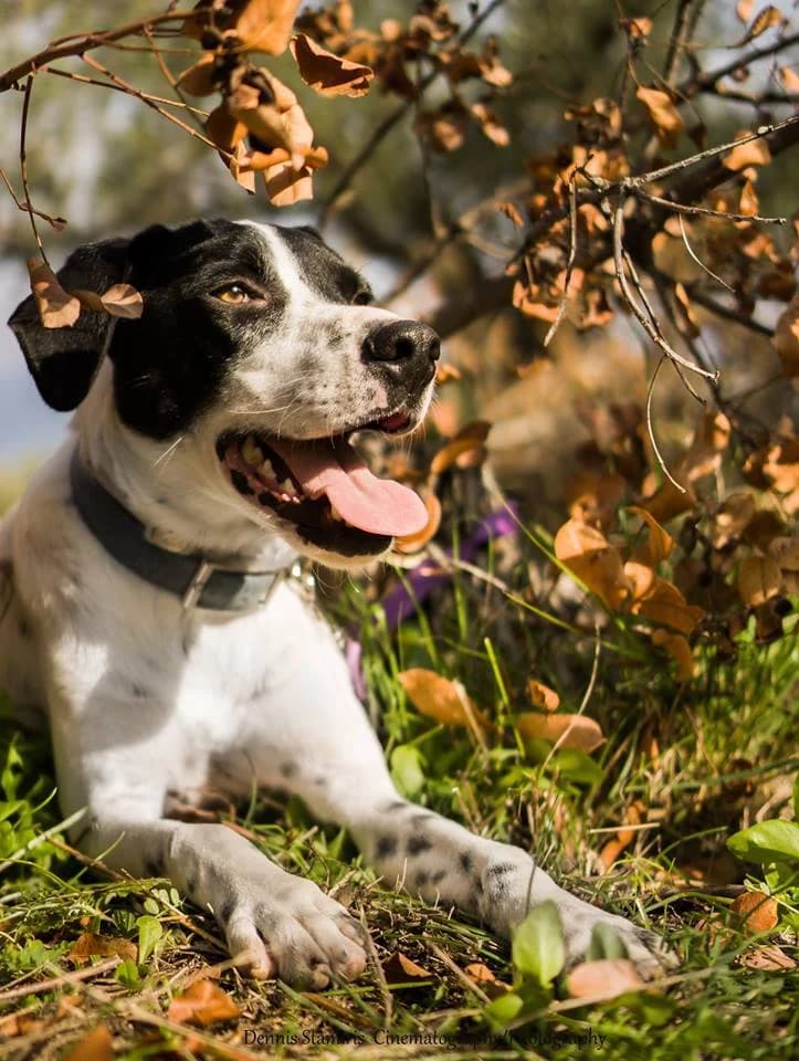 Molly and Sirius,  puppy Mixed Breed for adoption at Saving Saints Rescue UK (Big Paws Welfare)