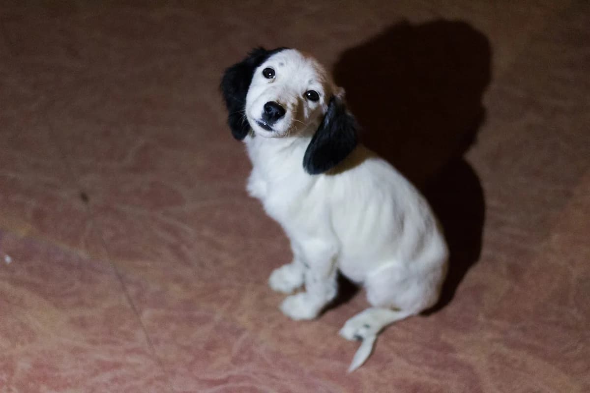 Cinnammon,  3yo Mixed Breed for adoption at Saving Saints Rescue UK (Big Paws Welfare)