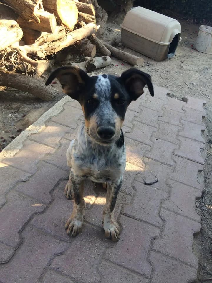 Udomi me, Mixed Breed for adoption at Sklonište za napuštene kućne ljubimce
