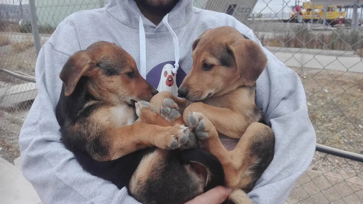 Udomi me,  young Mixed Breed for adoption at Sklonište za napuštene kućne ljubimce