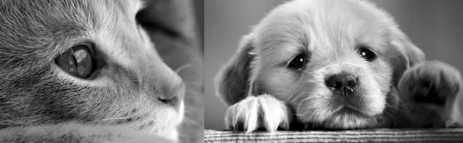 Winston,  3yo Mixed Breed for adoption at Saving Saints Rescue UK (Big Paws Welfare)