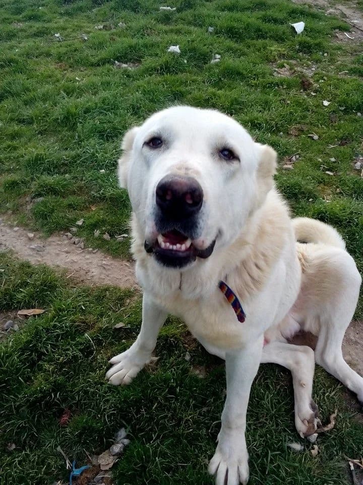 Leo (Лео), male Mixed Breed for adoption at Shepa Kavadartsi
