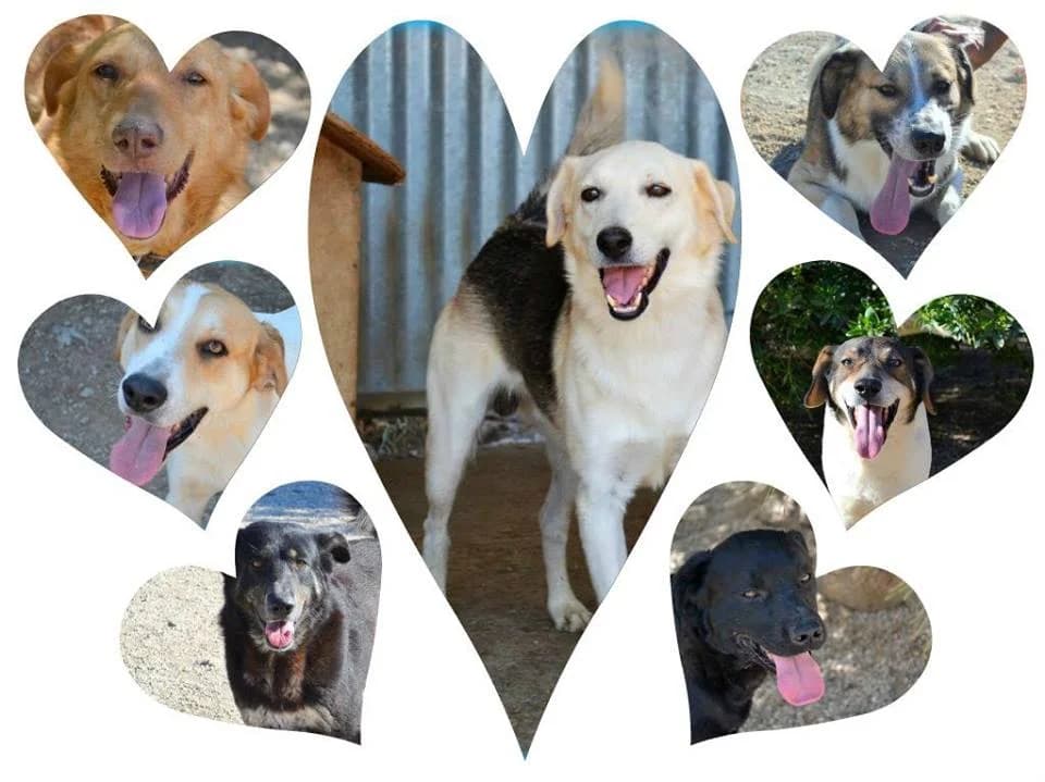 Aron (Арон), male Mixed Breed for adoption at Shepa Kavadartsi