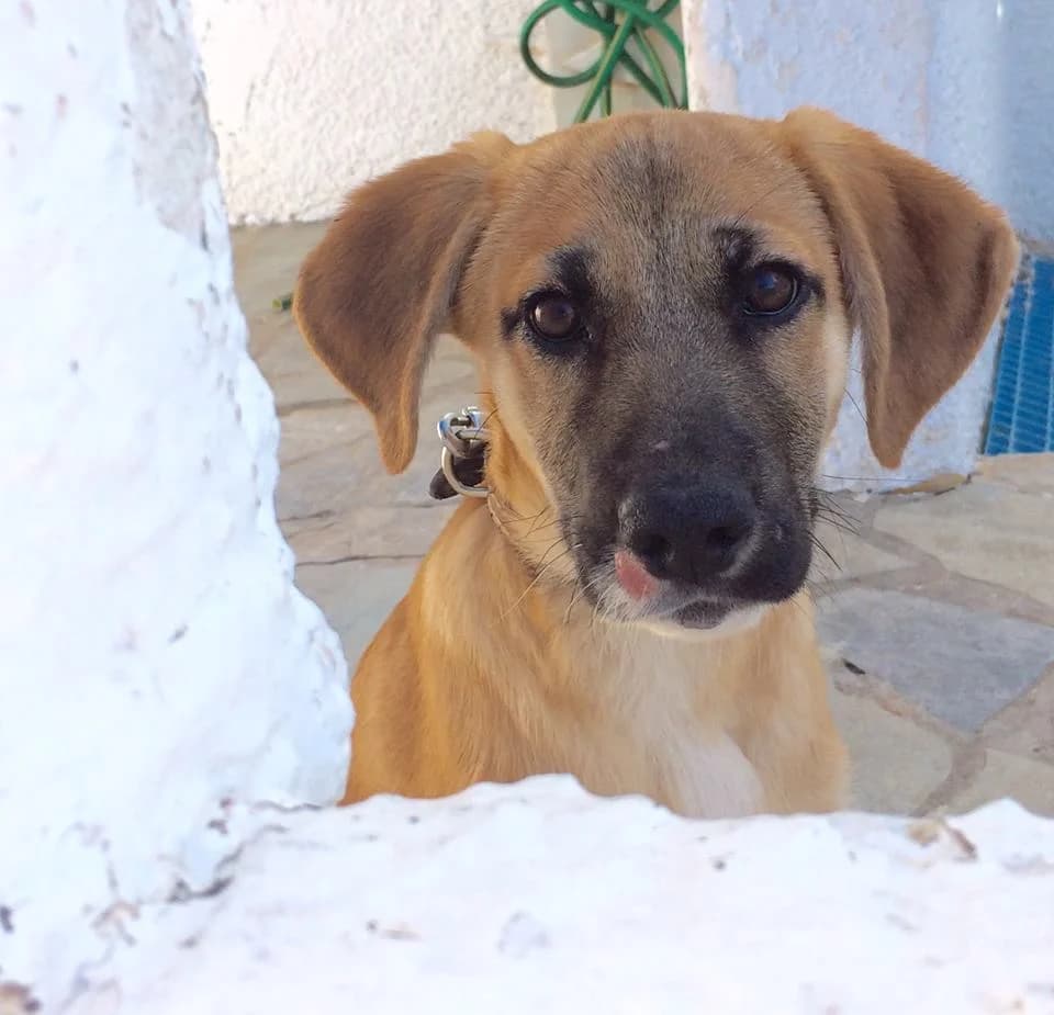 Udomi me,  young Mixed Breed for adoption at Sklonište za napuštene kućne ljubimce