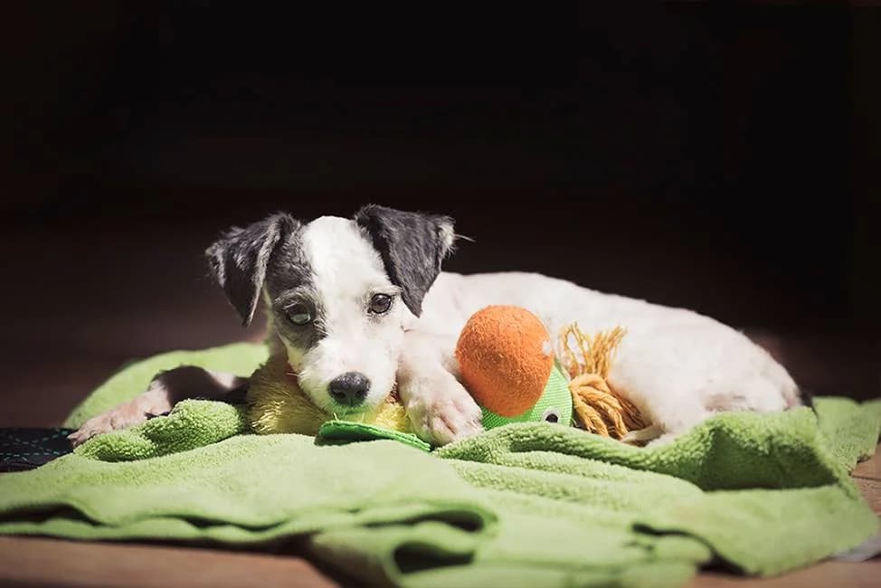 Amelia,  4yo Mixed Breed for adoption at Saving Saints Rescue UK (Big Paws Welfare)