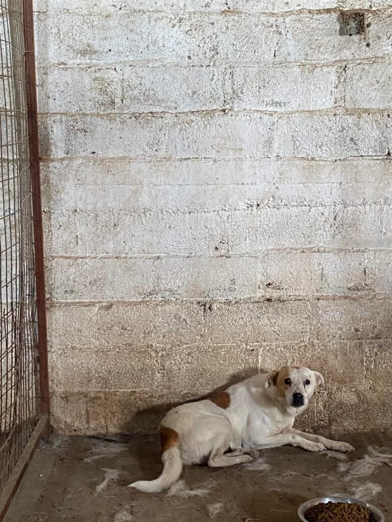 Willy, male Mixed Breed for adoption at Filozoiki Aridaias i Elpida, Aridaia