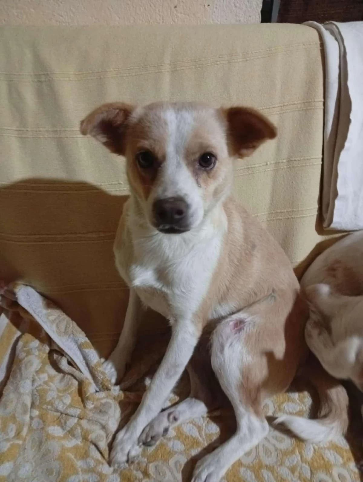 Aische, female Mixed Breed for adoption at Filozoiki Aridaias i Elpida, Aridaia
