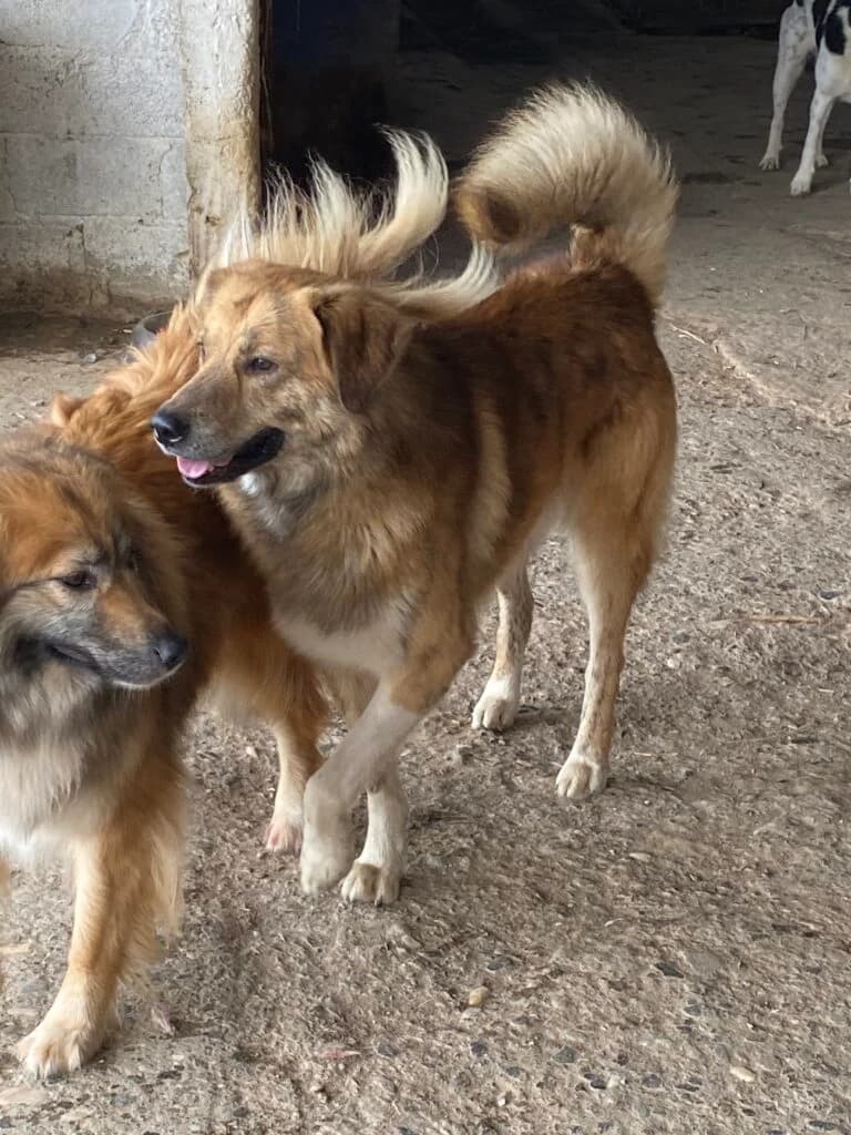 Ajoli, female Mixed Breed for adoption at Filozoiki Aridaias i Elpida, Aridaia