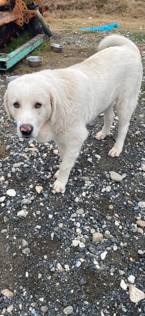 Alin, male Mixed Breed for adoption at Filozoiki Aridaias i Elpida, Aridaia