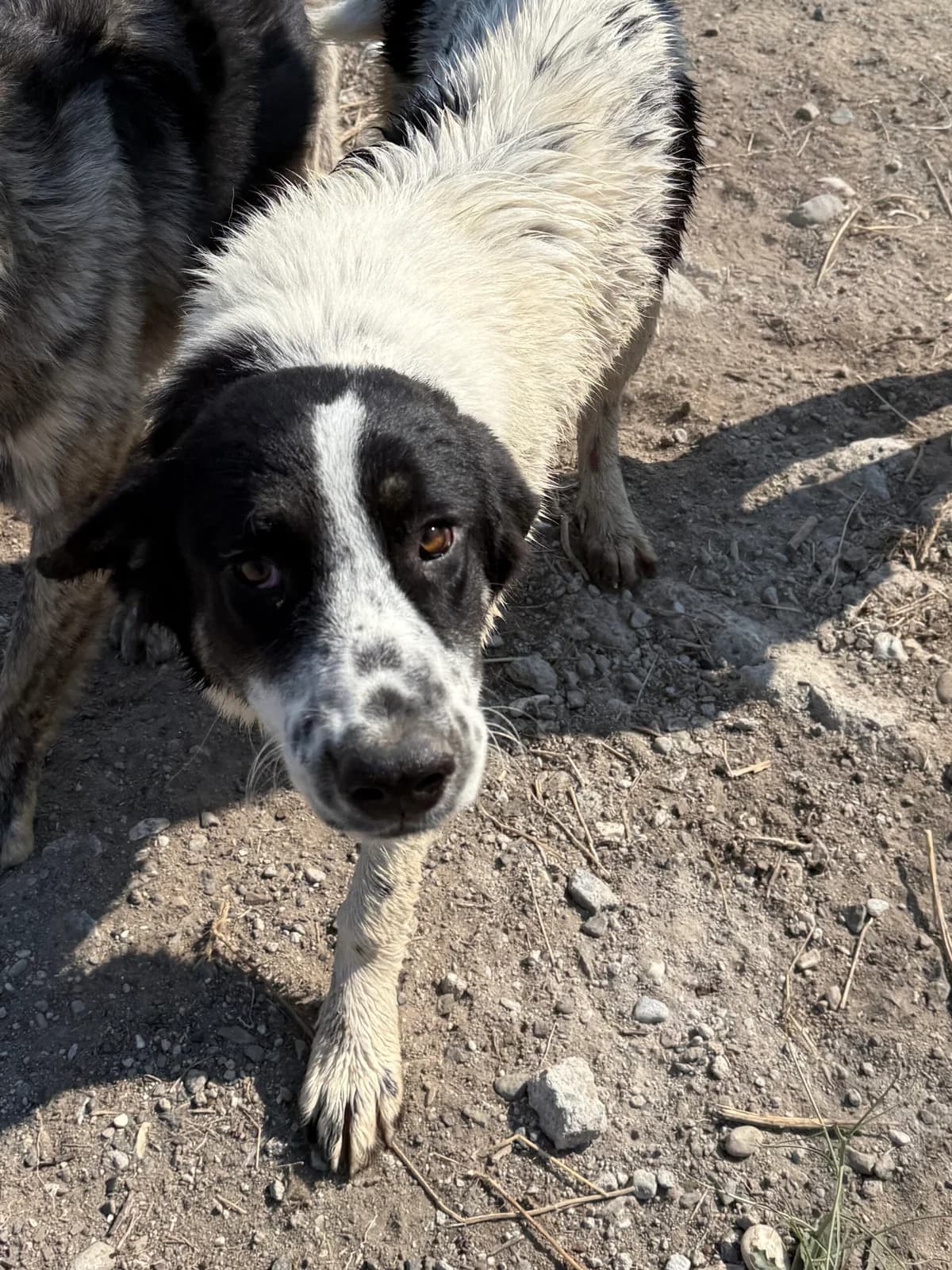 Allegra, female Mixed Breed for adoption at Filozoiki Aridaias i Elpida, Aridaia