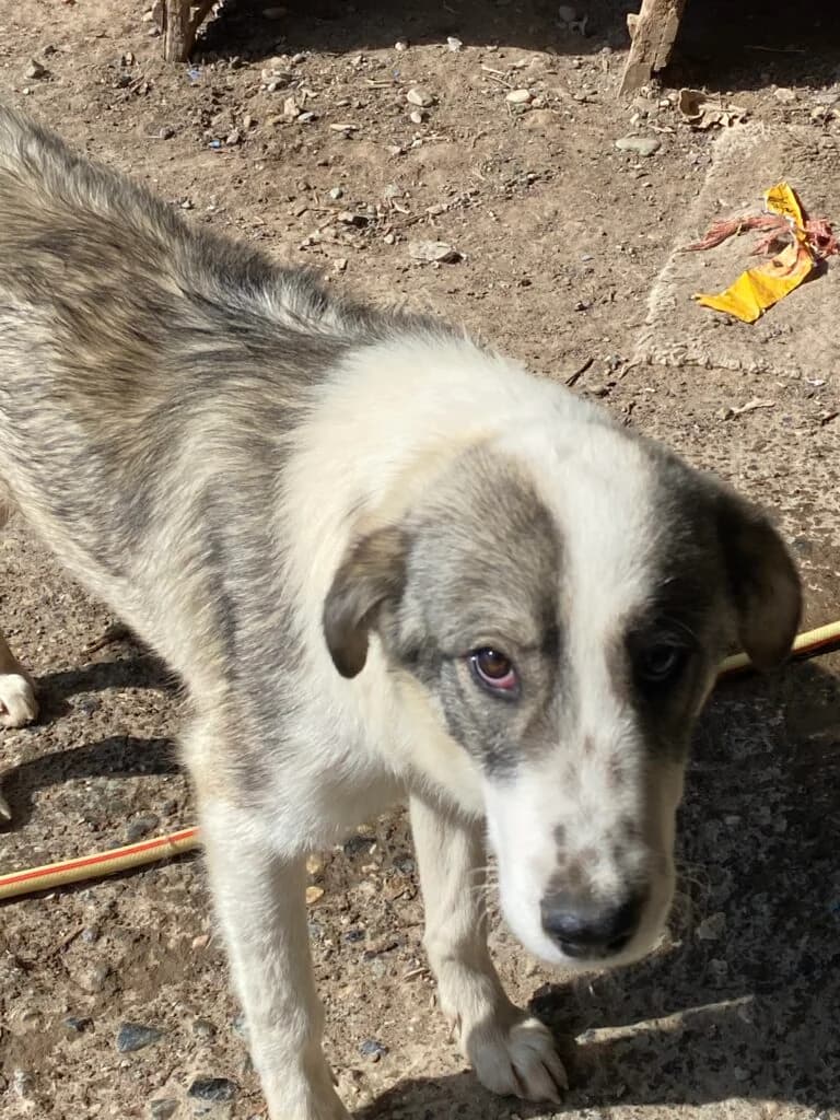 Anjo, male Mixed Breed for adoption at Filozoiki Aridaias i Elpida, Aridaia