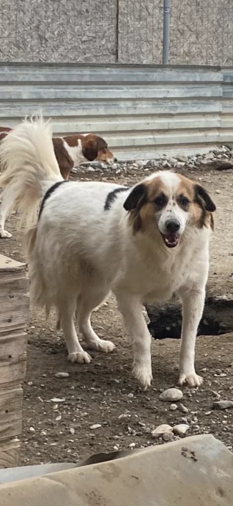 Arthos, male Mixed Breed for adoption at Filozoiki Aridaias i Elpida, Aridaia