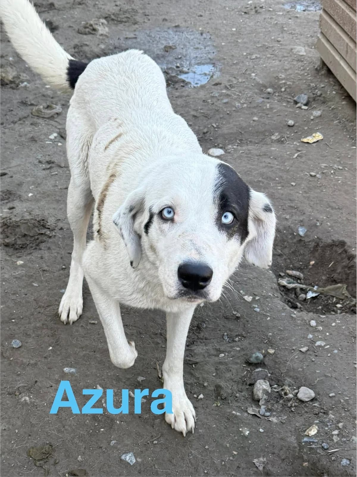 Azura, female Mixed Breed for adoption at Filozoiki Aridaias i Elpida, Aridaia