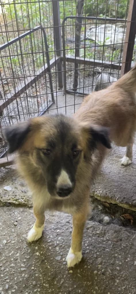 Benny, male Mixed Breed for adoption at Filozoiki Aridaias i Elpida, Aridaia
