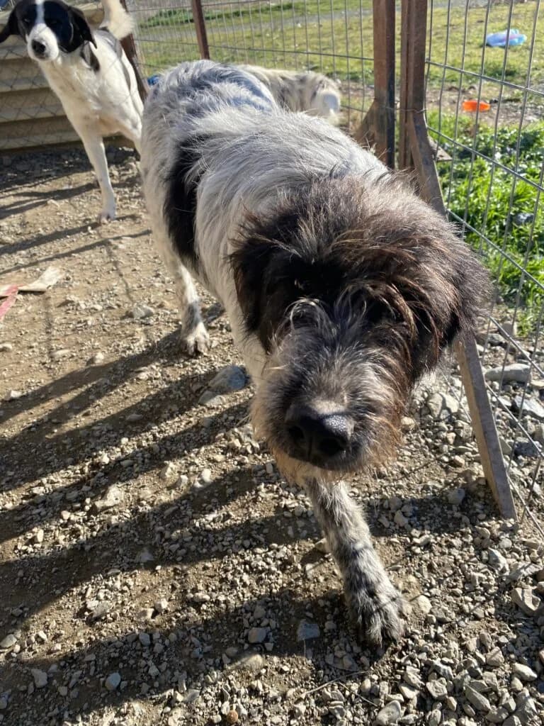 Berta, male Mixed Breed for adoption at Filozoiki Aridaias i Elpida, Aridaia